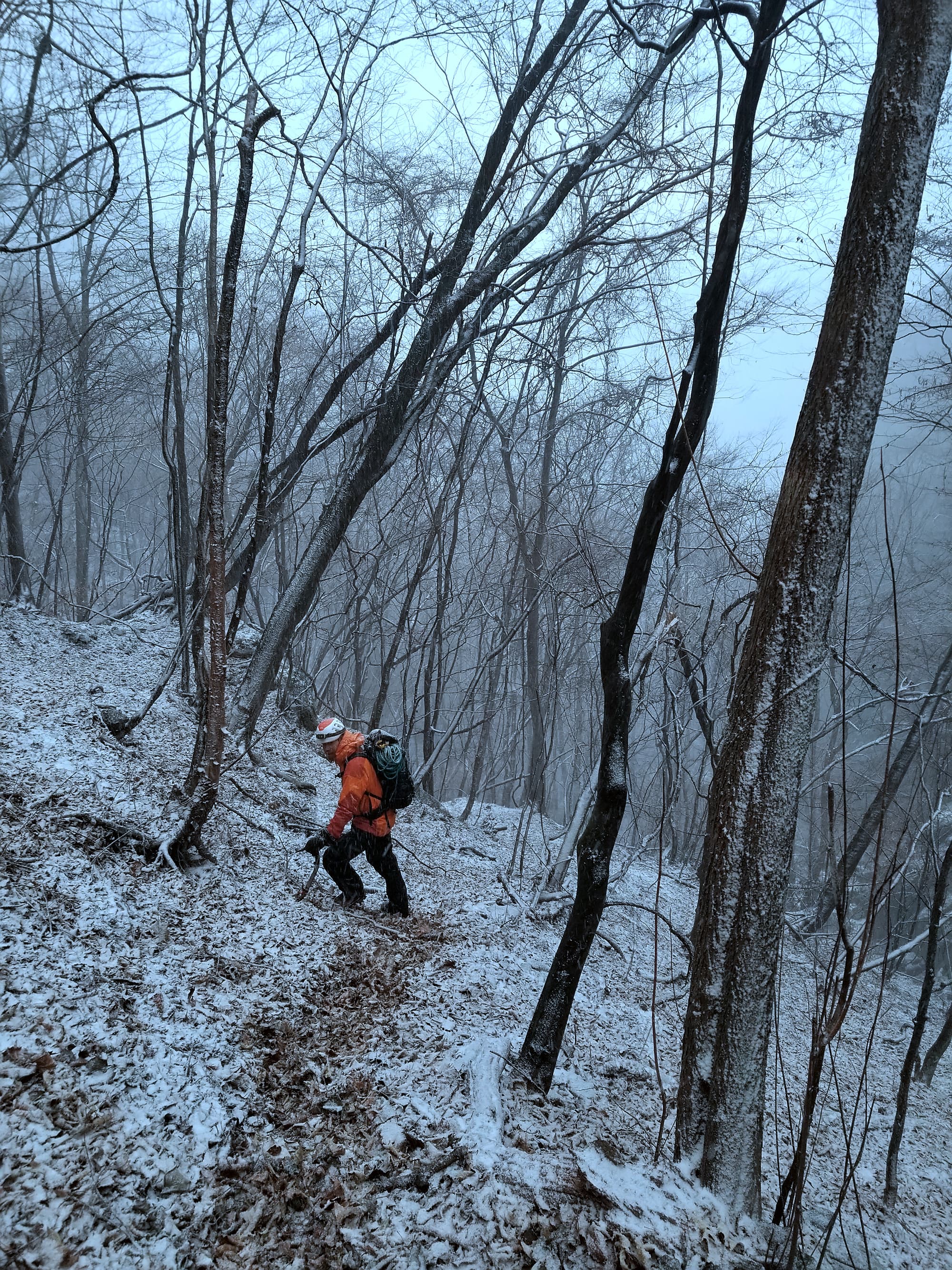 Annoying approach through the forest